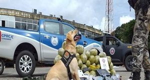 cão mega operação