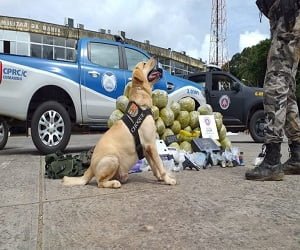 cão mega operação