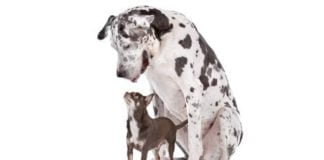 cães pequenos e grandes