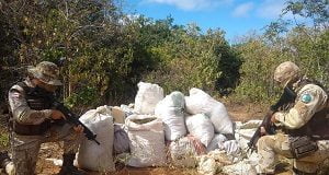 apreensão de maconha