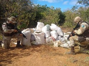 apreensão de maconha