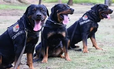 recrutas caninos