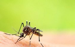 mosquito aedes aegypti