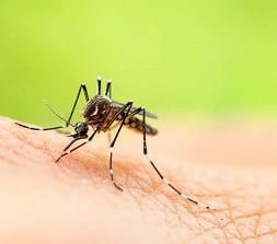 mosquito aedes aegypti