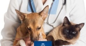 Castração Salvador