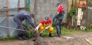 Jacaré em Canal
