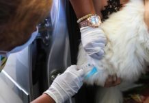Salvador promove vacinação antirrábica neste final de semana em shoppings e bairros da capital