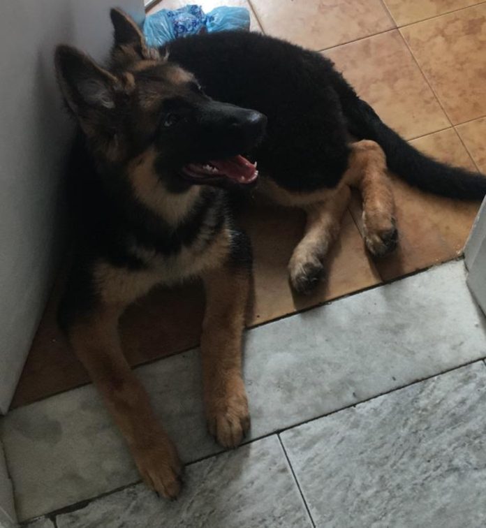 CADELA