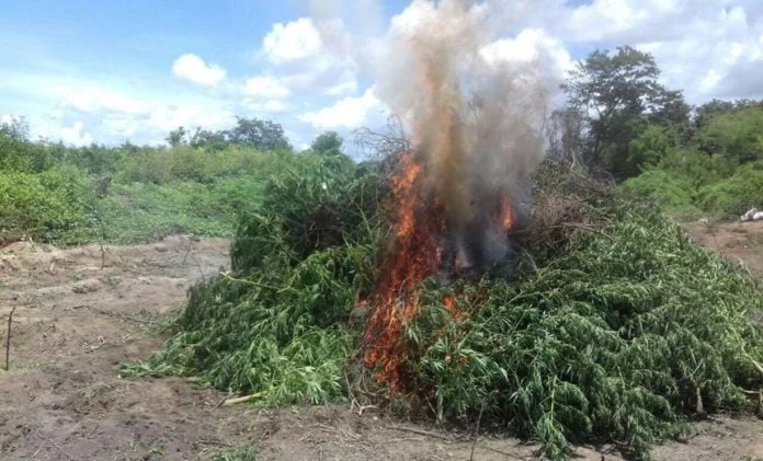 Pés-de-maconha-queimados-TV-Aratu