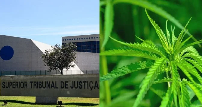 STJ CANNABIS