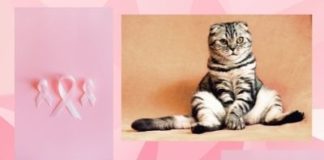 outubro rosa animal