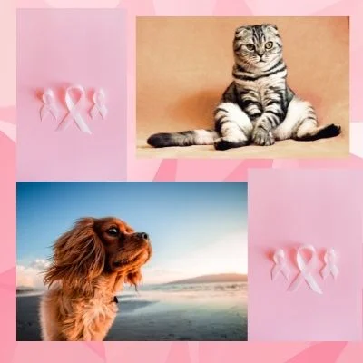 Outubro rosa animal outubro rosa animal