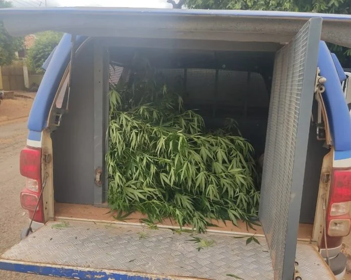 POLICIA MACONHA
