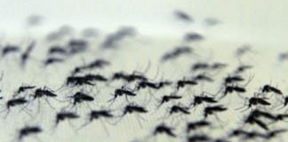 Mosquito Aedes