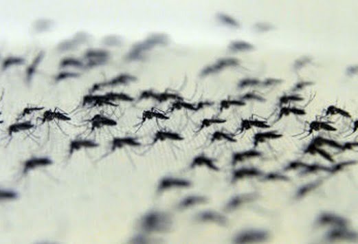 Mosquito Aedes