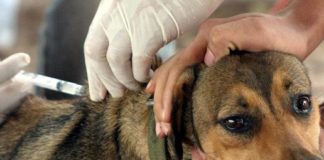 Campanha de vacinação antirrábica é iniciada em Salvador