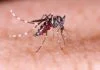 Conforme estudo, a dengue pode aumentar risco de desenvolver depressão