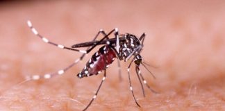 Conforme estudo, a dengue pode aumentar risco de desenvolver depressão