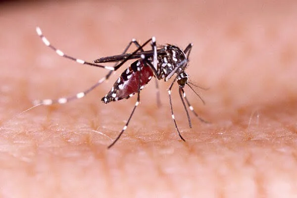 dengue Conforme estudo, a dengue pode aumentar risco de desenvolver depressão