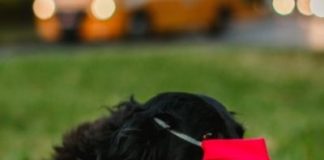 Cães vírus influenza
