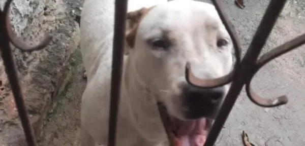 CACHORRO