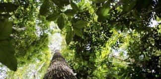 floresta Amazônica