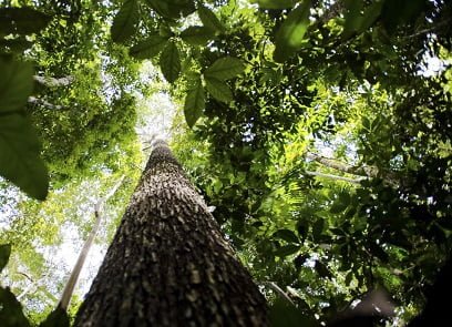 floresta Amazônica