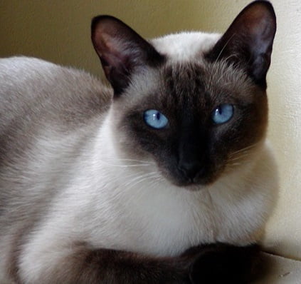 gato