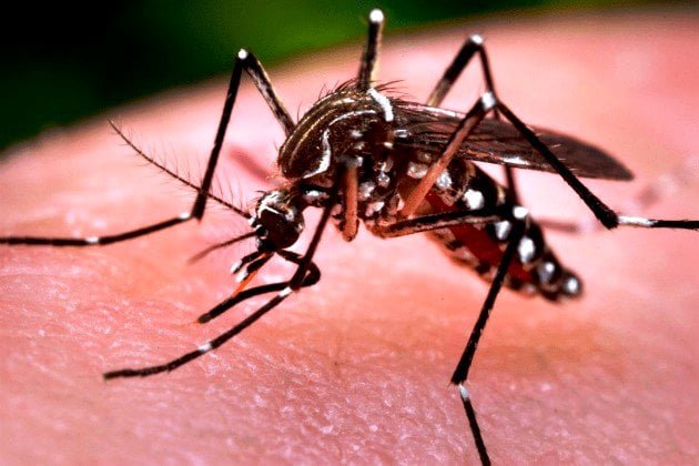 aedes-0