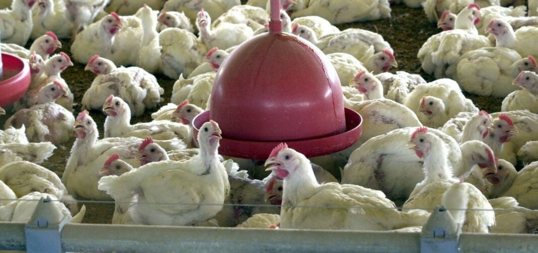 138737,segundo-caso-de-gripe-aviaria-em-animal-domestico-e-registrado-no-brasil-3