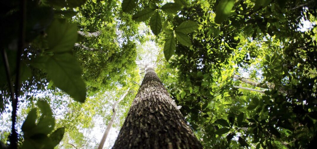 139436,desmatamento-na-amazonia-cai-em-74-cerrado-bate-recorde-de-devastacao-3