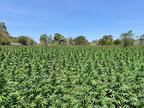 PF e SSP erradicam mais de 130 mil pés de maconha Pés de maconha