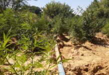 Cerca de meio milhão pés de maconha foram erradicados em 2023 pela Operação Terra Limpa