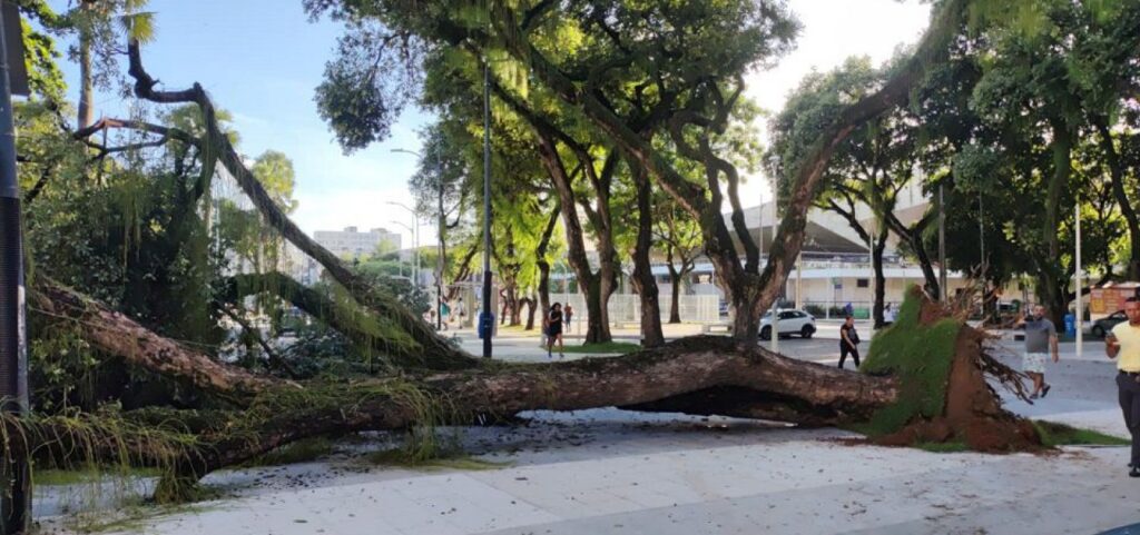 Árvore cai no Largo do Campo Grande