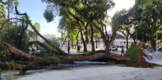 Árvore cai no Largo do Campo Grande