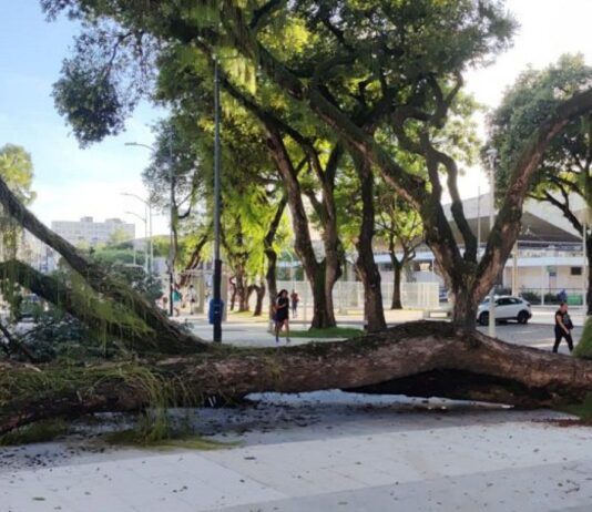 Árvore cai no Largo do Campo Grande