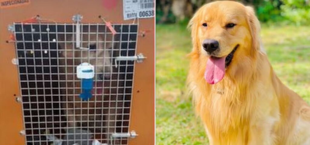 Pet morre em viagem, após falha de empresa aérea.