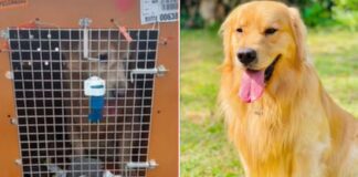 Pet morre em viagem, após falha de empresa aérea.