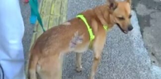 Cachorro vira-lata é atacado por pit bull na Barra.