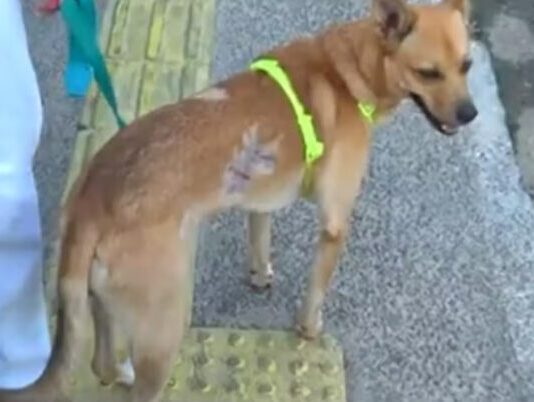 Cachorro vira-lata é atacado por pit bull na Barra.