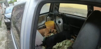 Cachorros são resgatados dentro de carro em Salvador.