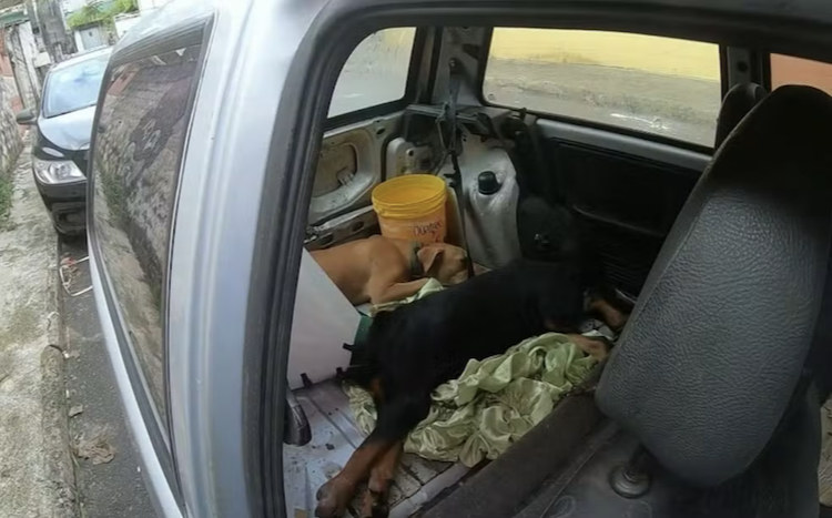Cachorros são resgatados dentro de carro em Salvador.