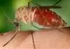 Febre Oropouche: Bahia registra 984 casos em setembro