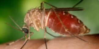 Febre Oropouche: Bahia registra 984 casos em setembro