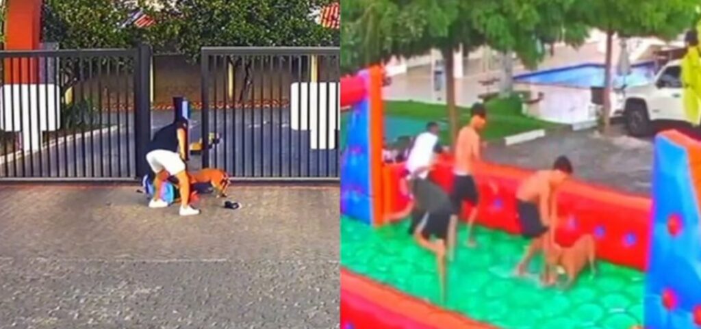 Feira de Santana: Durante festa infantil pit bull ataca 5 pessoas