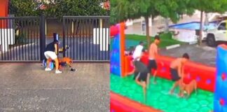 Feira de Santana: Durante festa infantil pit bull ataca 5 pessoas