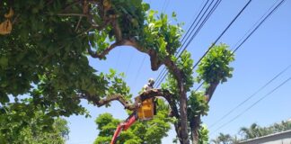 Ao tentar podar árvore, homem morre eletrocutado em Salvador