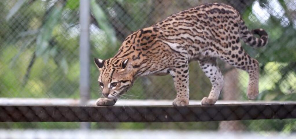 Bahia: Mais de 3 mil animais silvestres são resgatados pelo CETAS no estado