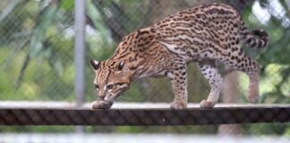 Bahia: Mais de 3 mil animais silvestres são resgatados pelo CETAS no estado