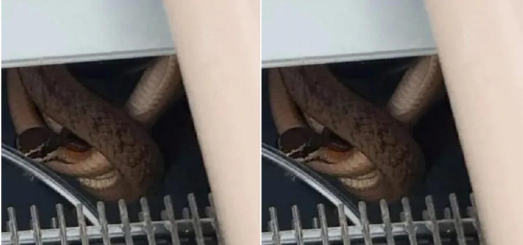 Feira de Santana: Cobra é encontrada dentro de bebedouro em escola
